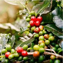 Chlorogenic Acid